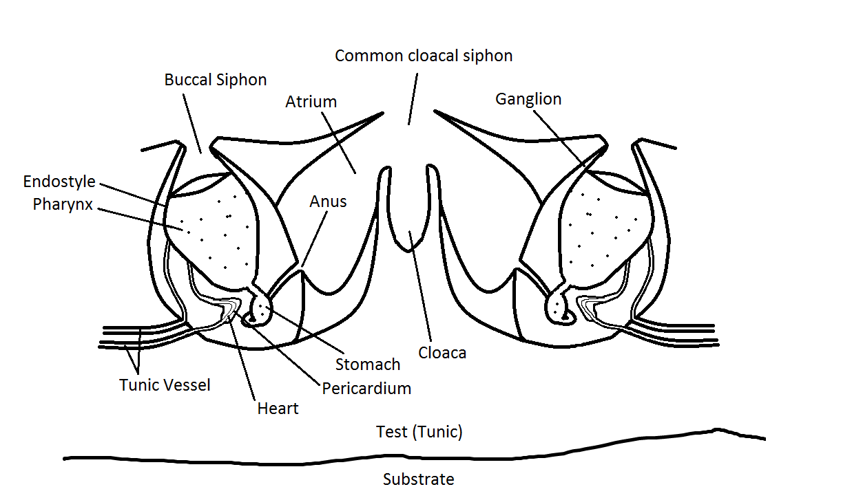 figure image